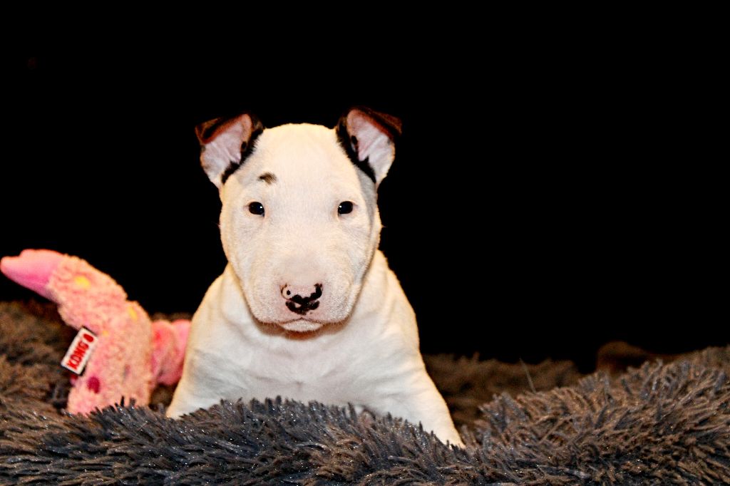 Deiz Al Lid - Chiot disponible  - Bull Terrier Miniature