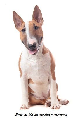 CH. Deiz Al Lid In sacha 's mémory ( irma)