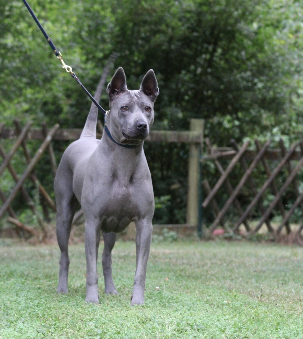 CH. et tar menel SATI DANA MEADBH