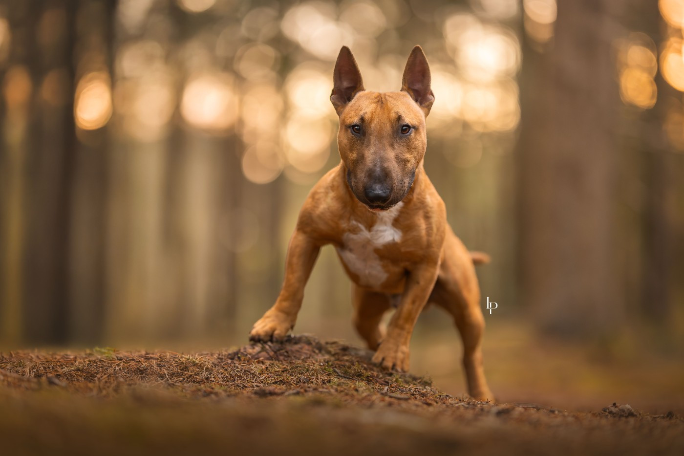 Deiz Al Lid Va Bravig ruz Vaqueyras