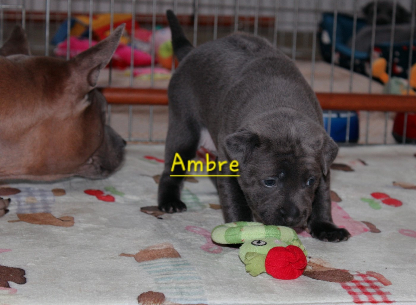 Nous avons déjà 4 semaines !