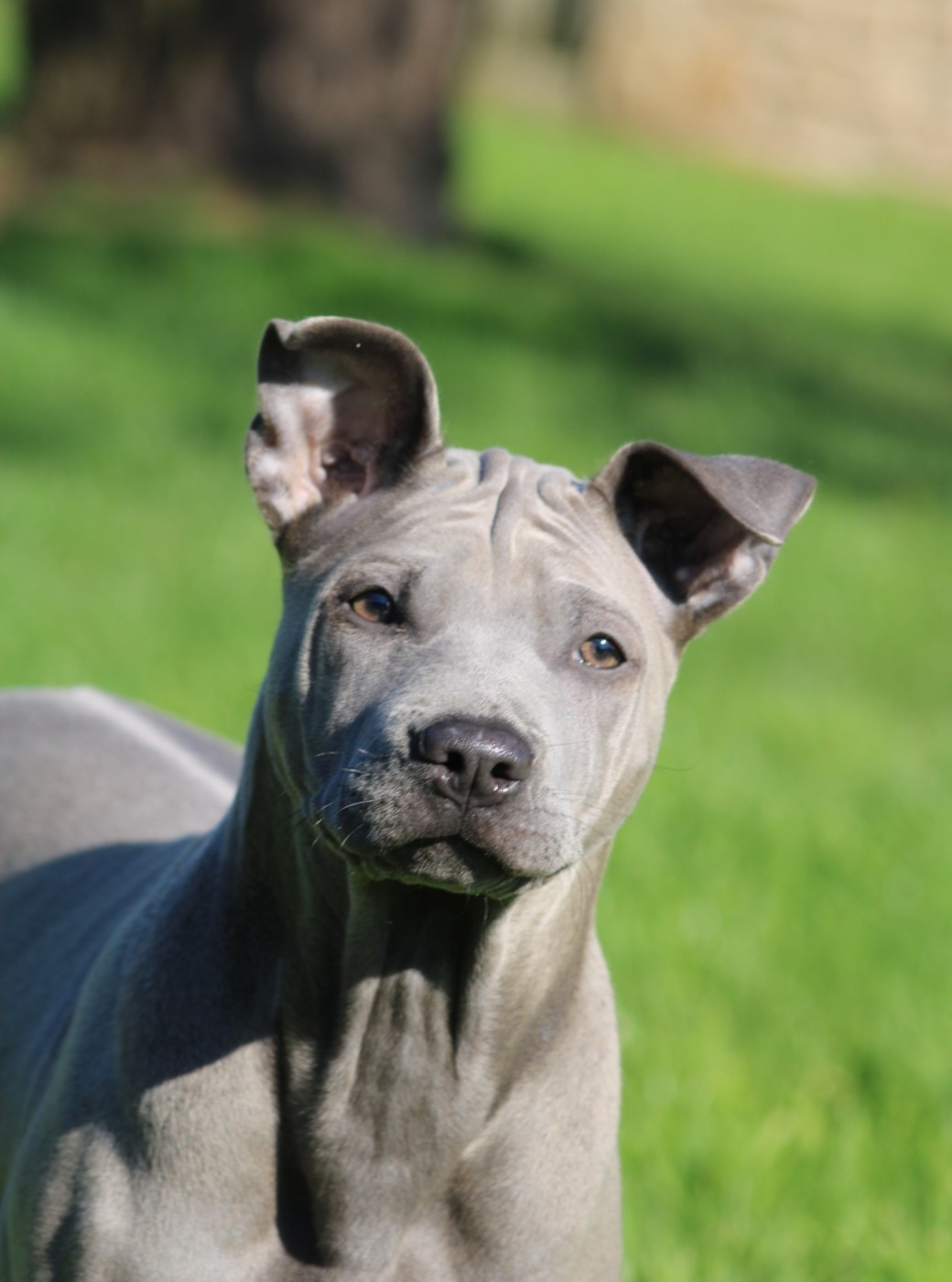 Deiz Al Lid - Agate cherche sa famille