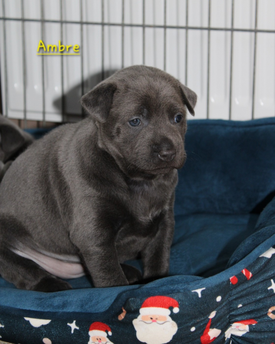 Deiz Al Lid - Chiots disponibles - Chien thaïlandais à crête dorsale