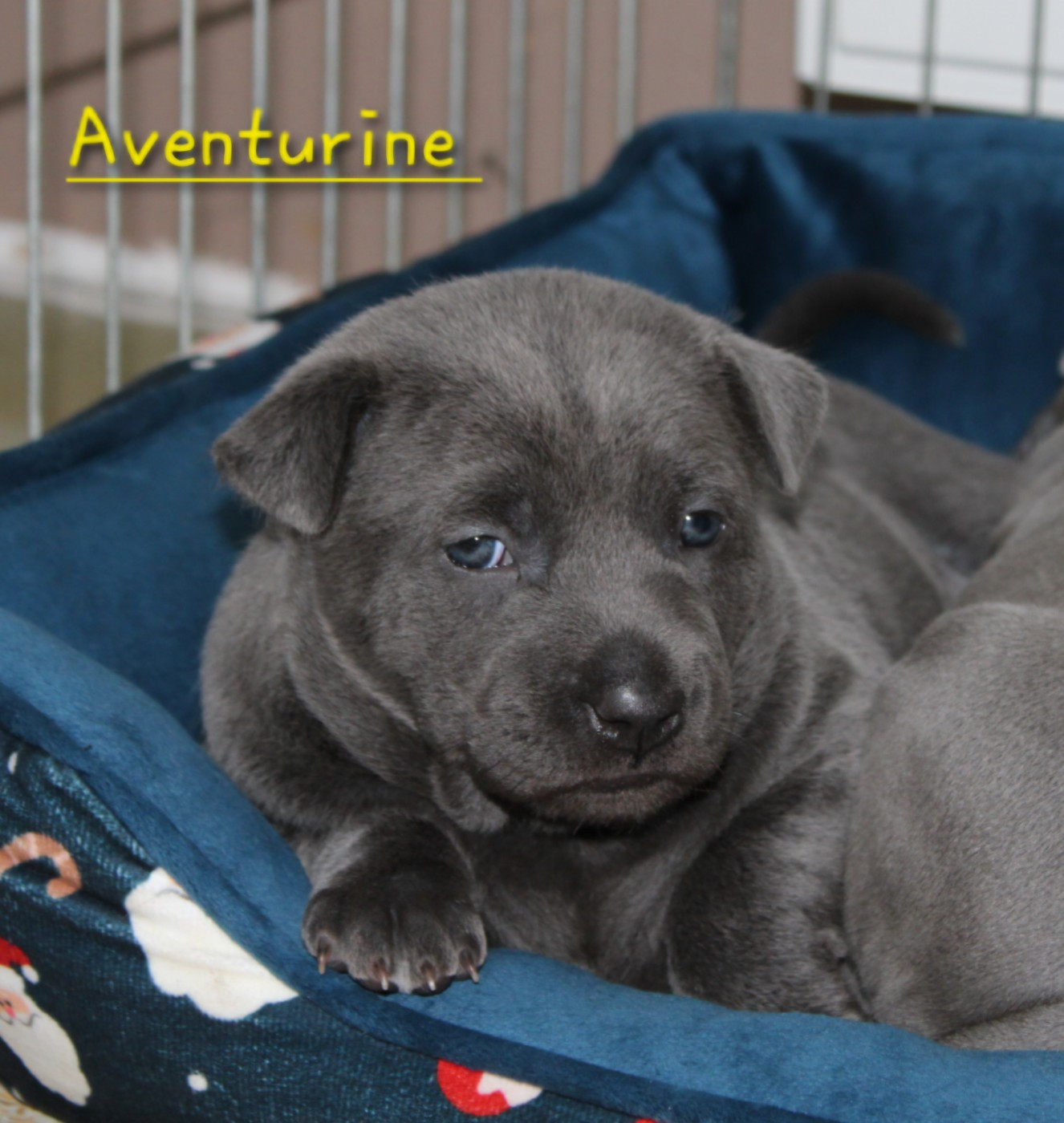 Deiz Al Lid - Chiots disponibles - Chien thaïlandais à crête dorsale