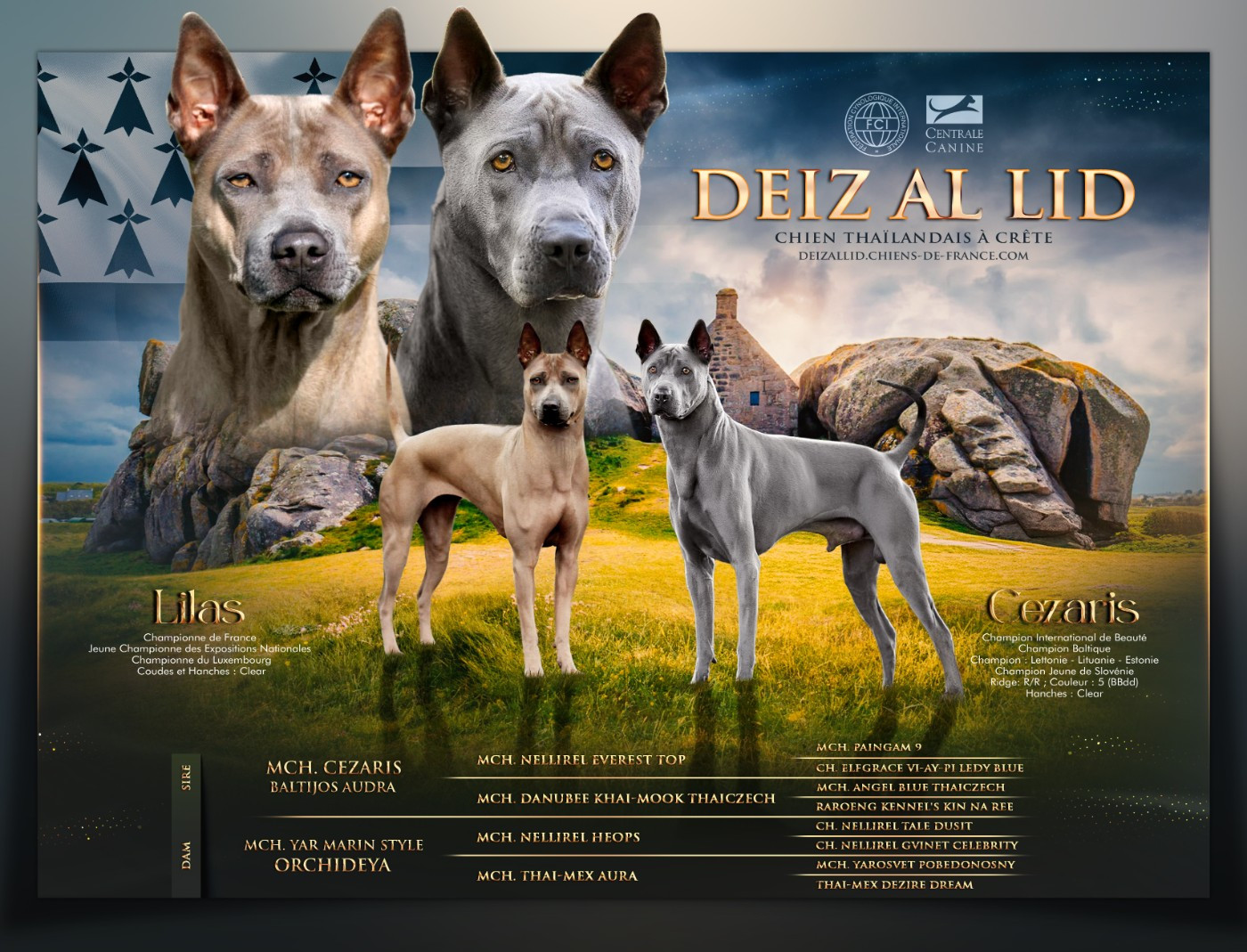 Chiot Chien thaïlandais à crête dorsale Deiz Al Lid