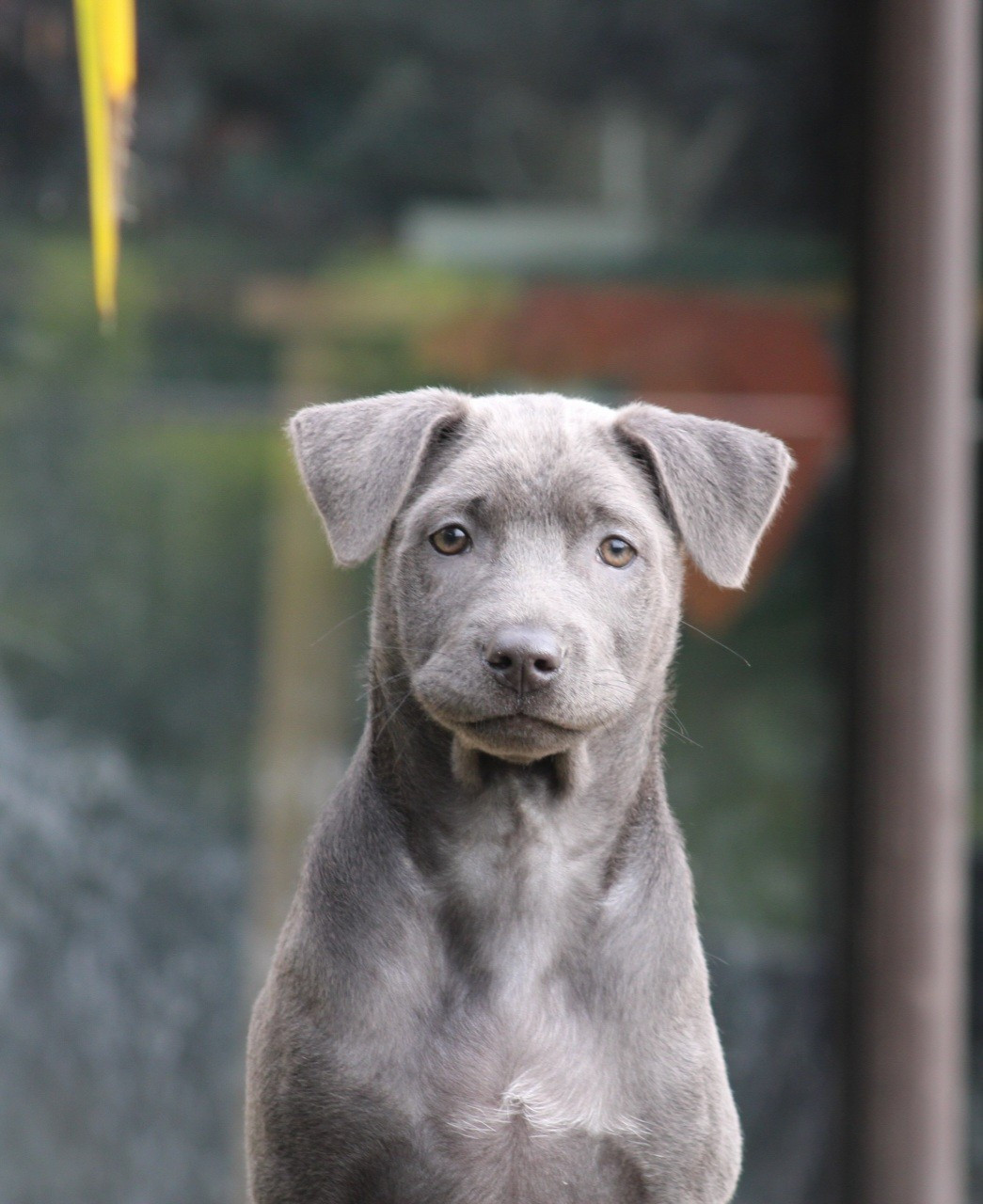 Deiz Al Lid - Chiots disponibles - Chien thaïlandais à crête dorsale