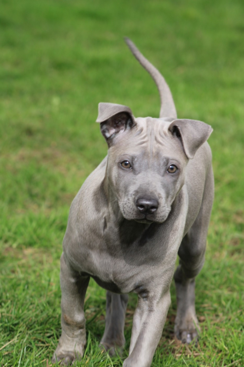 Deiz Al Lid - Chiots disponibles - Chien thaïlandais à crête dorsale