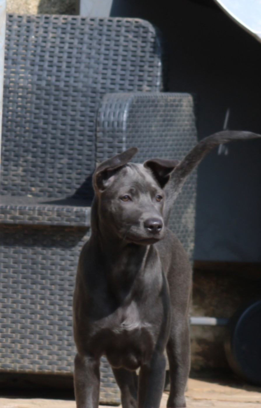 Deiz Al Lid - Chiots disponibles - Chien thaïlandais à crête dorsale