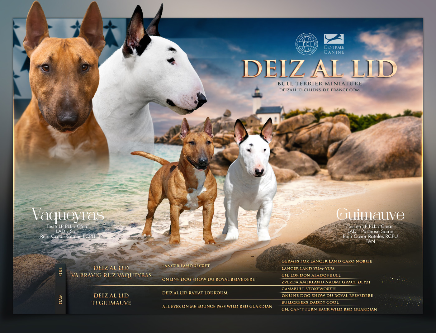 Chiot Bull Terrier Miniature Deiz Al Lid