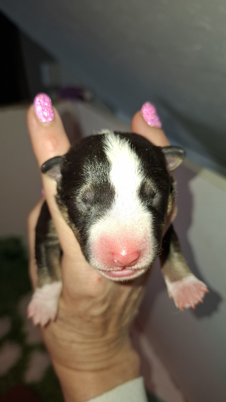 Deiz Al Lid - Chiots disponibles - Bull Terrier Miniature