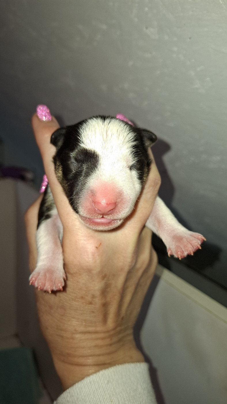 Deiz Al Lid - Chiots disponibles - Bull Terrier Miniature