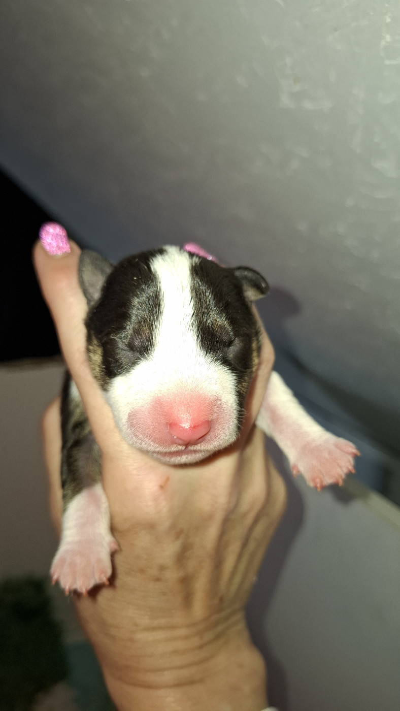 Deiz Al Lid - Chiots disponibles - Bull Terrier Miniature